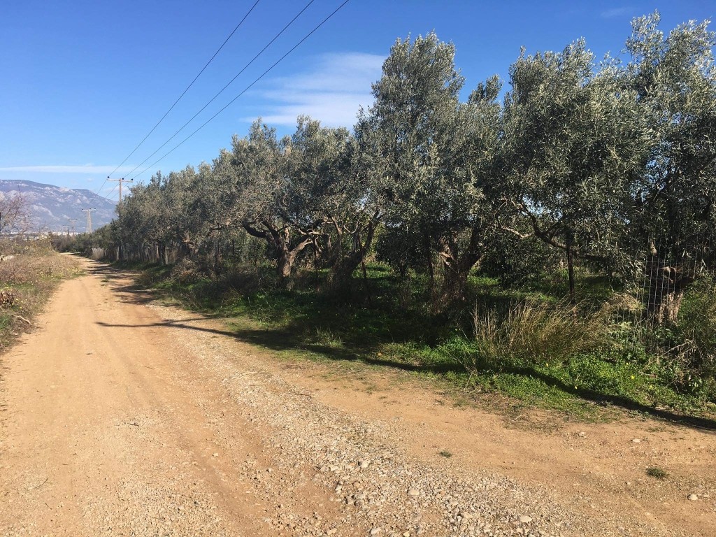 Αγροτεμάχια 14.000 τ.μ. προς πώληση, Εξαμίλια
