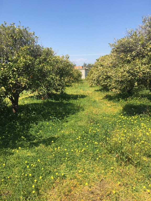 Αγροτεμάχια 14.000 τ.μ. προς πώληση, Εξαμίλια