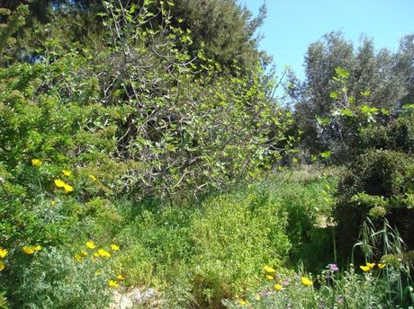 Land plot 501sqm for sale-Oreoi