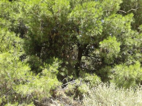 Οικόπεδο 361 τ.μ. για πώληση