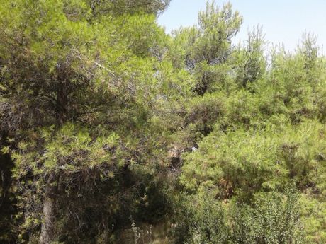 Land plot 460sqm for sale-Anthoisa