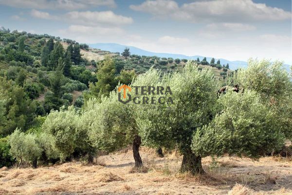 Αγροτεμάχια 35.000 τ.μ. προς πώληση, Άγιος Βασίλειος Τενέας
