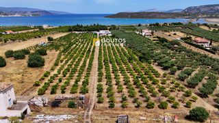 Οικόπεδο 17.082 τ.μ. για πώληση, Αργολίδα, Ερμιόνη-thumb-17