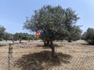Οικόπεδο 25.000τ.μ. για πώληση-Κ. σκάλας ωρωπού