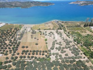 Αγροτεμάχια 25.000 τ.μ. για πώληση
