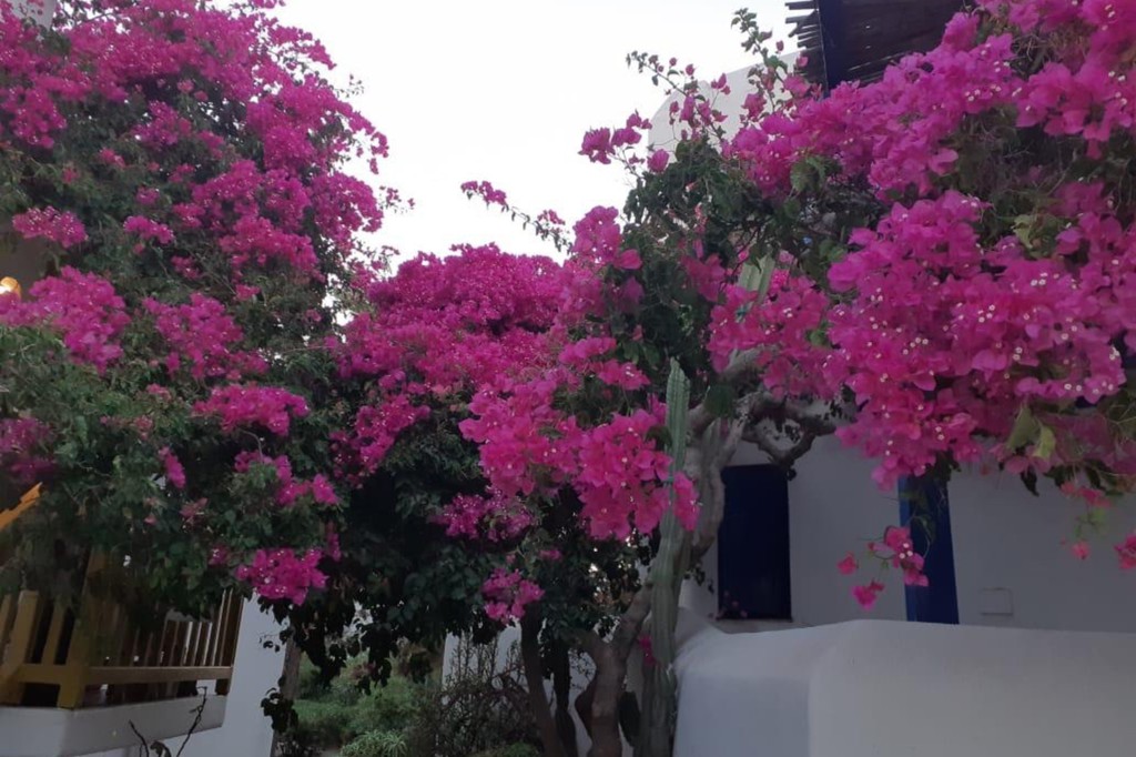Μονοκατοικία 60 τ.μ. προς πώληση, Κυκλάδες, Μύκονος