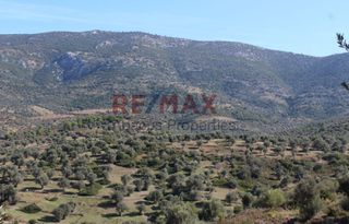 Οικόπεδο 20.459 τ.μ. προς πώληση, Καλλιθέα Αμαρύνθου-thumb-13