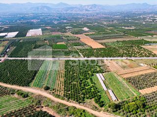 Αγροτεμάχια 7.000 τ.μ. για πώληση, Αργολίδα, Μιδέα-thumb-19