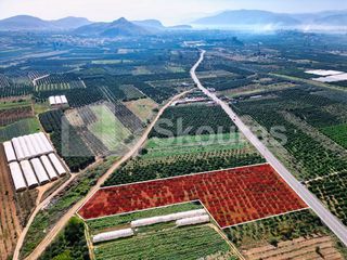 Αγροτεμάχια 7.000 τ.μ. για πώληση, Αργολίδα, Μιδέα-thumb-21