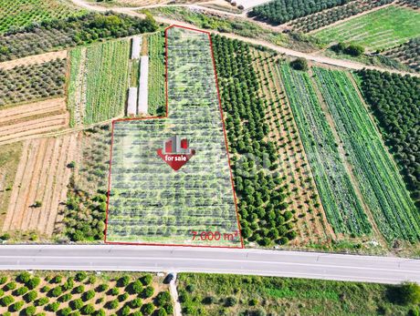 Αγροτεμάχια 7.000τ.μ. για πώληση-Μιδέα