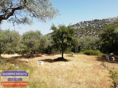 Αγροτεμάχια 800τ.μ. για πώληση-Θάσος