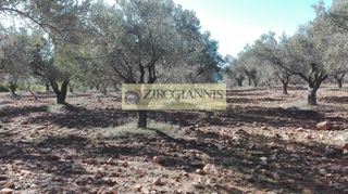 Αγροτεμάχια 15.646 τ.μ. για πώληση