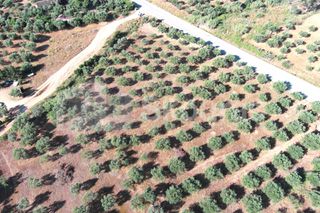 Οικόπεδο 3.155 τ.μ. για πώληση, Μεσσηνία, Άριο-thumb-12