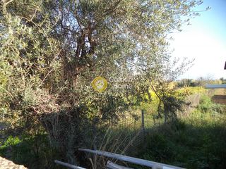 Αγροτεμάχια 2.032 τ.μ. για πώληση
