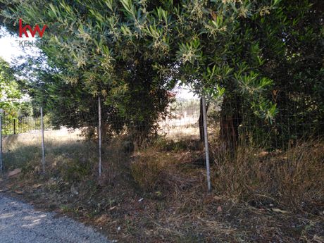 Αγροτεμάχια 421,5τ.μ. για πώληση-Ραφήνα