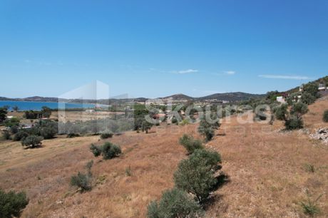 Αγροτεμάχια 24.000 τ.μ. για πώληση