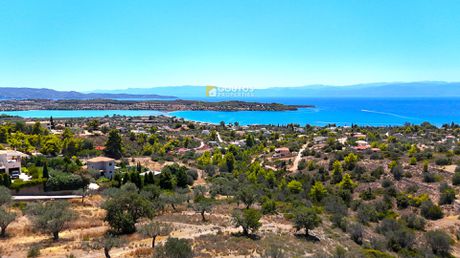 Αγροτεμάχια 6.100 τ.μ. για πώληση