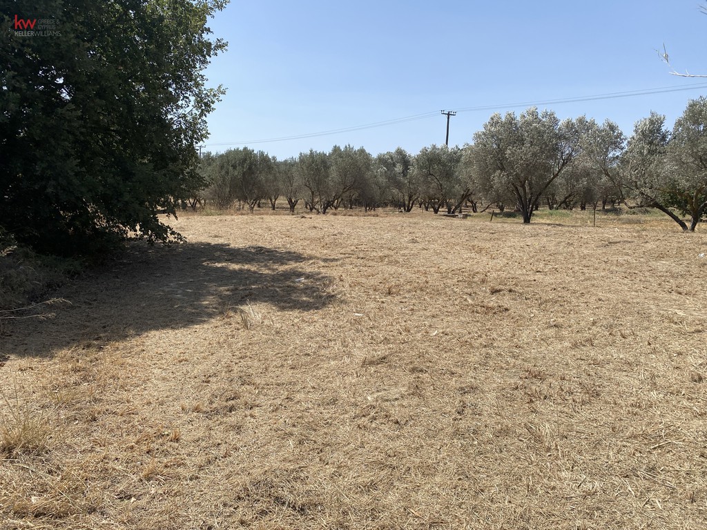 Αγροτεμάχια 1.184 τ.μ. προς πώληση, Άγιος Νικόλαος Ληλαντίου