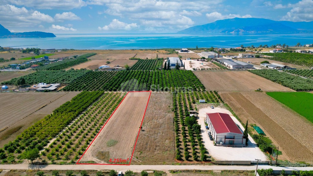 Αγροτεμάχια 4.255 τ.μ. προς πώληση, Νέα Κίος