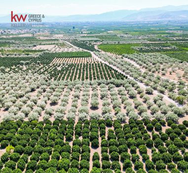 Αγροτεμάχια 8.742τ.μ. για πώληση-Μιδέα