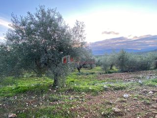 Αγροτεμάχια 5.075 τ.μ. για πώληση, Αργολίδα, Μυκήνες-thumb-13