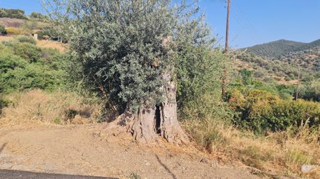 Οικόπεδο 1.041τ.μ. για πώληση-Τροιζήνα