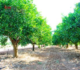 Αγροτεμάχια 3.500 τ.μ. για πώληση