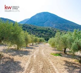 Αγροτεμάχια 12.752 τ.μ. για πώληση