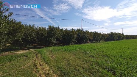 Αγροτεμάχια 7.274τ.μ. για πώληση-Απόστολος παύλος