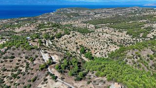 Αγροτεμάχια 4.000 τ.μ. για πώληση
