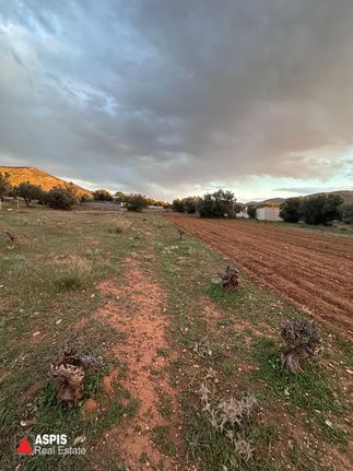 Αγροτεμάχια 8.000 τ.μ. για πώληση, Αττική - Υπόλοιπο, Καλύβια Θορικού