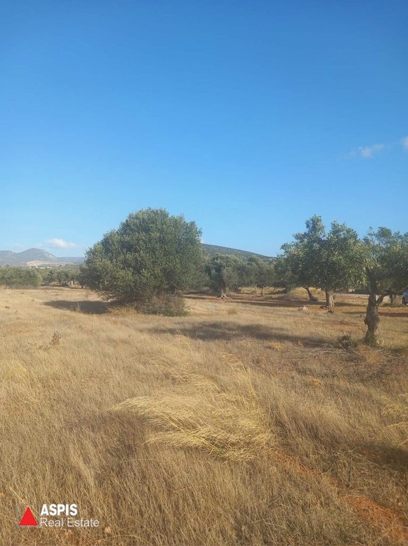 Αγροτεμάχια 4.000 τ.μ. προς πώληση, Λαγονήσι