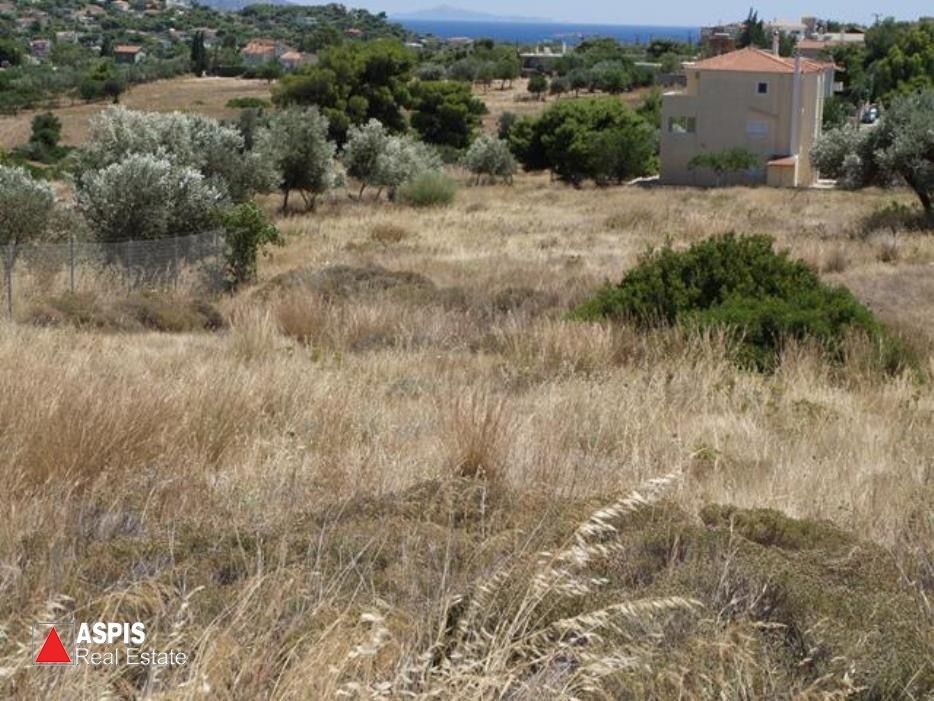 Αγροτεμάχια 1.265 τ.μ. προς πώληση, Άγιος Δημήτριος Κορωπίου