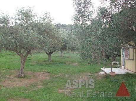 Αγροτεμάχια 1.172 τ.μ. για πώληση