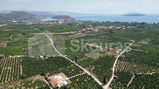 Αγροτεμάχια 25.000 τ.μ. για πώληση, Αργολίδα, Ασίνη-thumb-6