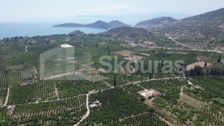 Αγροτεμάχια 25.000 τ.μ. για πώληση, Αργολίδα, Ασίνη-thumb-9