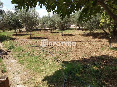 Οικόπεδο 900τ.μ. για πώληση-Κ. σκάλας ωρωπού