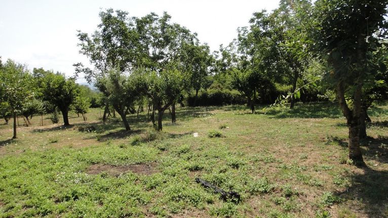 Land plot 1.365 sqm for sale, Ioannina Prefecture, Mpizanio