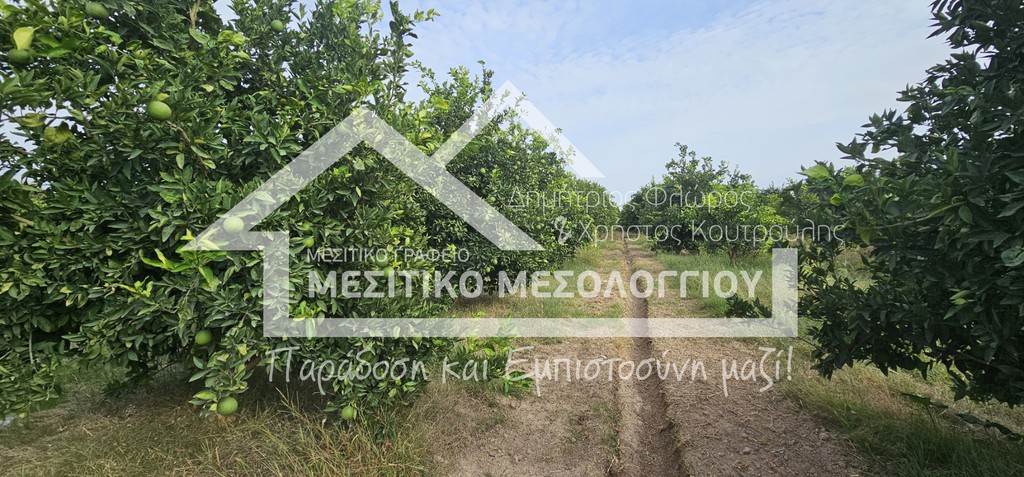 Αγροτεμάχια 5.992,35 τ.μ. πρός πώληση, Αιτωλοακαρνανία, Οινιάδες
