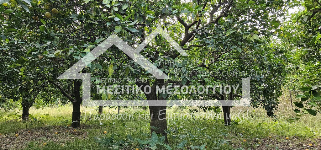 Αγροτεμάχια 4.938 τ.μ. πρός πώληση, Αιτωλοακαρνανία, Οινιάδες