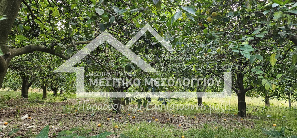 Αγροτεμάχια 4.938 τ.μ. πρός πώληση, Αιτωλοακαρνανία, Οινιάδες