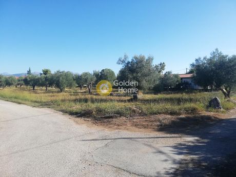 Οικόπεδο 5.000τ.μ. για πώληση-Ωρωπός » Πλατάνια ωρωπού