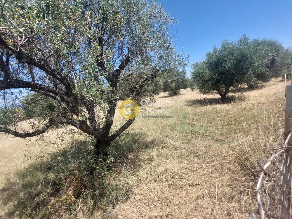 Οικόπεδο 5.556 τ.μ. προς πώληση, Αχαΐα, Μεσσατίδα