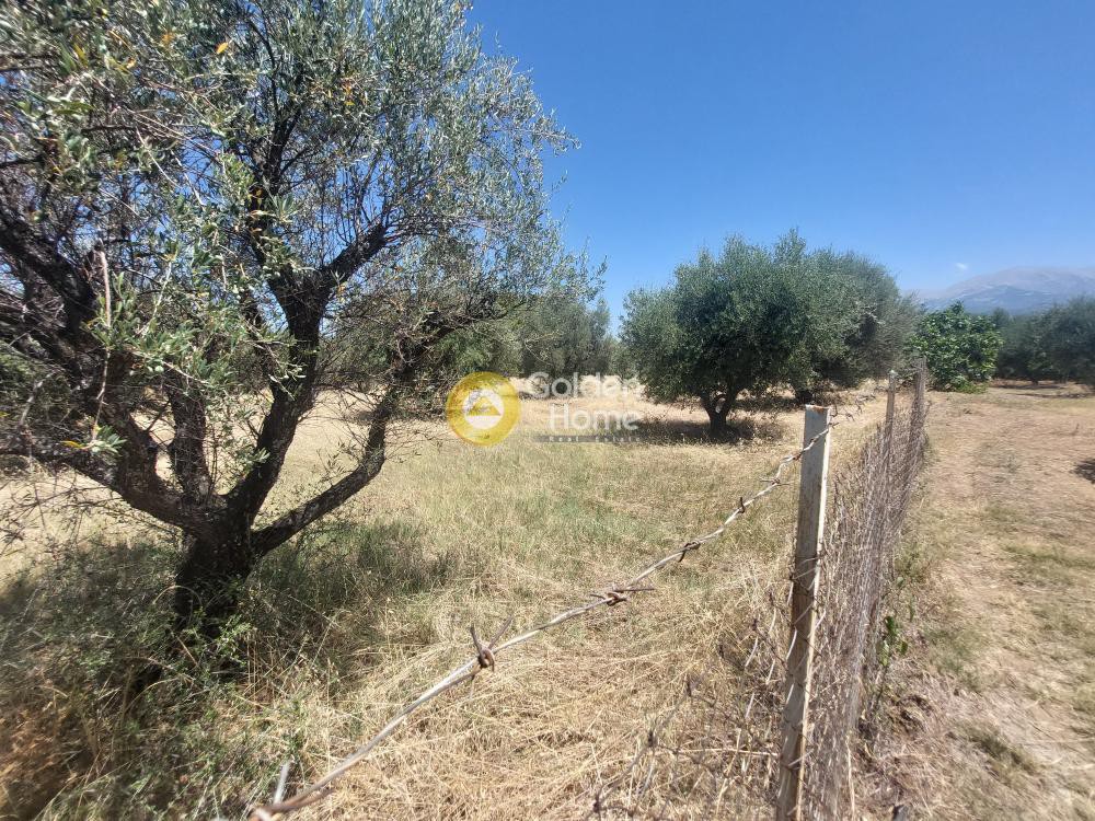 Οικόπεδο 5.556 τ.μ. προς πώληση, Αχαΐα, Μεσσατίδα