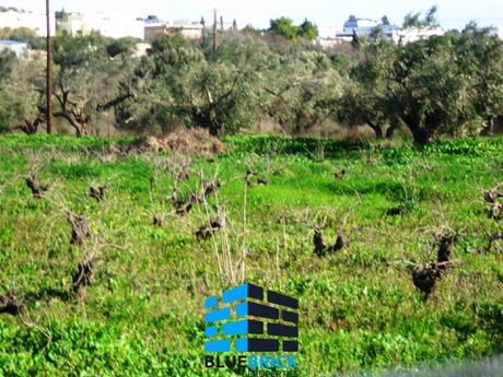 Αγροτεμάχια 1.816,60 τ.μ. για πώληση