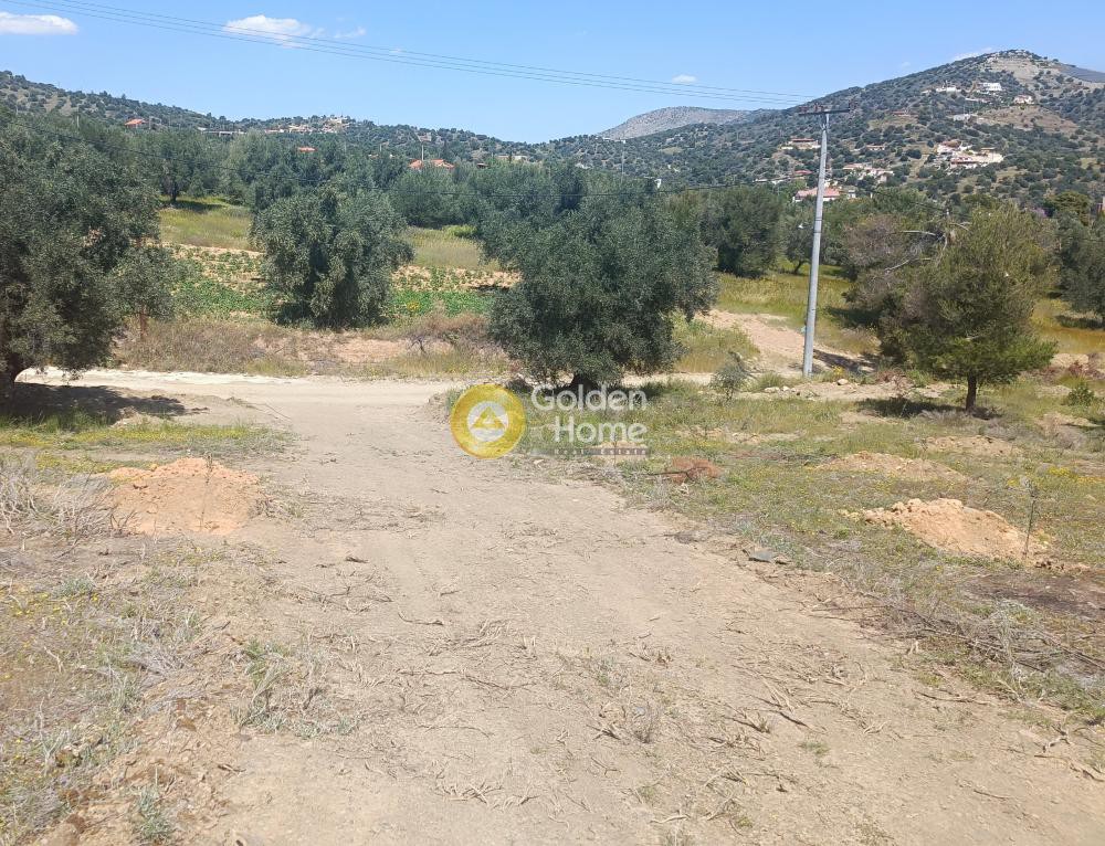 Αγροτεμάχια 8.500 τ.μ. προς πώληση, Νησιά Αργοσαρωνικού, Σαλαμίνα