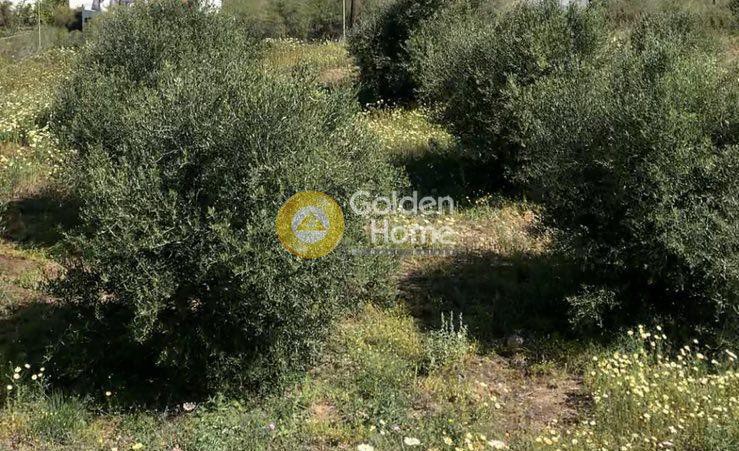Οικόπεδο 10.721 τ.μ. πρός πώληση, Ν. Ρεθύμνου, Αρκάδι