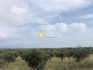 Αγροτεμάχια 3.500 τ.μ. πρός πώληση, Μεσσηνία, Άριο-thumb-11