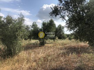 Αγροτεμάχια 3.500 τ.μ. πρός πώληση, Μεσσηνία, Άριο-thumb-10