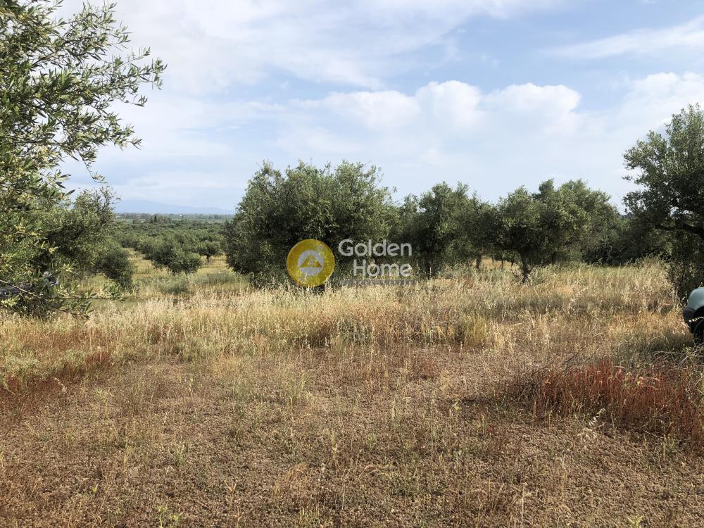 Αγροτεμάχια 3.500 τ.μ. πρός πώληση, Μεσσηνία, Άριο